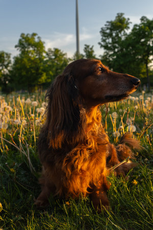 Close-up portrait of dachshund bathed in sunset light. Curious little dog sitting in field of dandelions, glancing around. Vertical shot with domestic pet in warm, golden sunlightの写真素材
