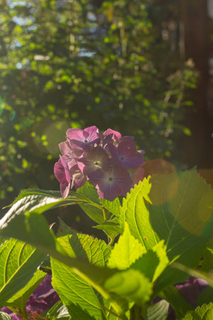 Side view of vibrant purple and green hydrangea flowers basking in sunlight, surrounded by lush...