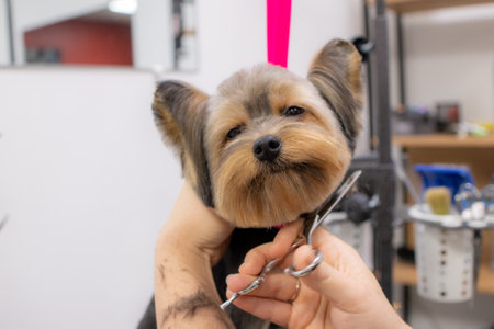 Dog grooming session at local beauty salon. Grommer brushing and cutting hair of Yorkshire Terrier with scissors and holding its head gently. Pet spa salon, animal care.