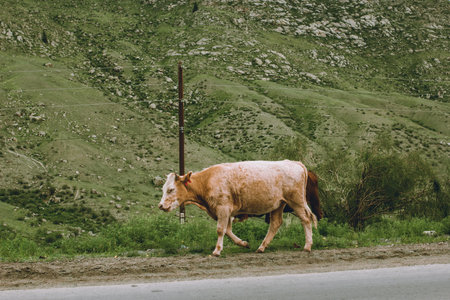 Brown and white cow walking calmly along the country road near the grassy hillside in a remote countryside area, surrounded by nature of Altai regionの写真素材