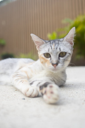 Grey domestic cat lying on ground under natural light with blurred greenery background. Calm animal scene, outdoor lifestyle conceptの写真素材