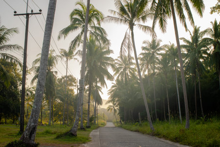 Palm trees jungle and empty road with soft sunlight on Koh Kood, Thailand. Tropical nature background, vacation aesthetic and serene outdoor environment. Early morning on islandの写真素材