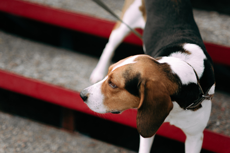 Estonian Hound dog outdoor close up portrait at cloudy dayの写真素材