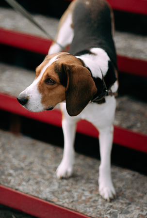 Estonian Hound dog outdoor close up portrait at cloudy dayの写真素材