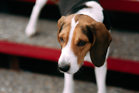 Estonian Hound dog outdoor close up portrait at cloudy dayの写真素材