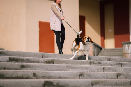 Young hipster girl with her pet estonian hound dog playing and having fun outdoor in the park.の写真素材