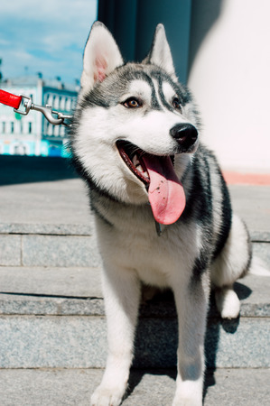 Siberian husky dog with blue eyes stands and looks ahead. City on the background.の写真素材