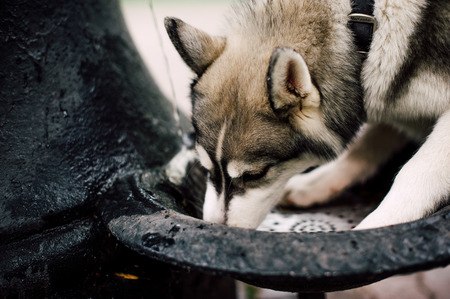 Siberian husky dog with blue eyes stands and looks ahead. City on the background.の写真素材