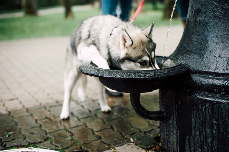 Siberian husky dog with blue eyes stands and looks ahead. City on the background.の写真素材