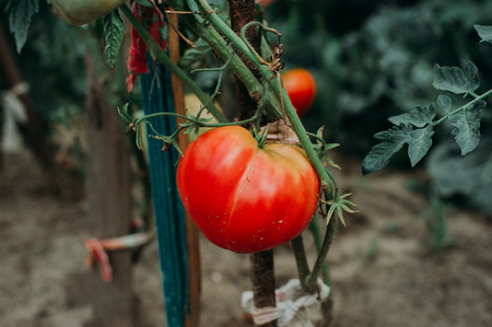 Ripe natural tomatoes growing on a branch in a greenhouse. Shallow depth of fieldの写真素材