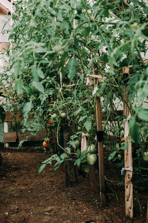 Ripe natural tomatoes growing on a branch in a greenhouse. Shallow depth of fieldの写真素材
