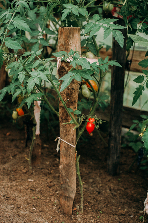 Ripe natural tomatoes growing on a branch in a greenhouse. Shallow depth of fieldの写真素材