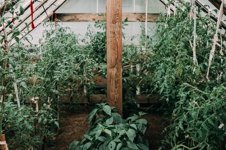 Several rows of tomatoes stalks in the greenhouse and red and green tomato fruits on the stalksの写真素材