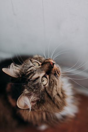 Gray beautiful cat with long whiskers long hairの写真素材