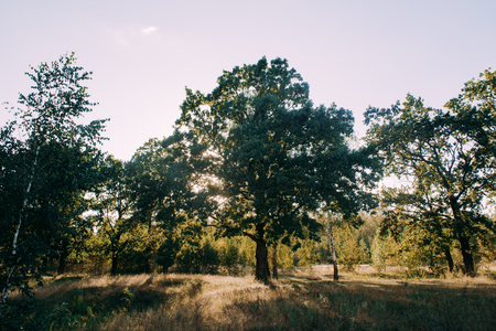 Summer Sunny Forest Trees And Green Grass. Nature Wood Sunlight Background.の写真素材