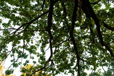 Beautiful landscape in Belarus during early summer evening.の写真素材