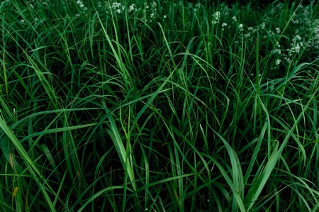 background of bright green grassの写真素材