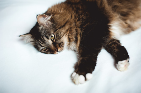 Gray kitten cat with stripped fur chestの写真素材