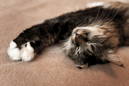 Gray kitten cat with stripped fur chestの写真素材