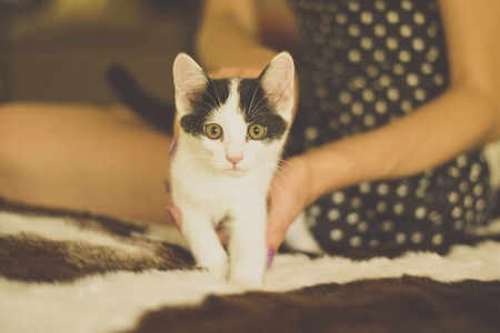 Black and white kitten with green eyes, warm toned pictureの写真素材