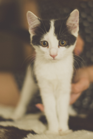 Black and white kitten with green eyes, warm toned pictureの写真素材