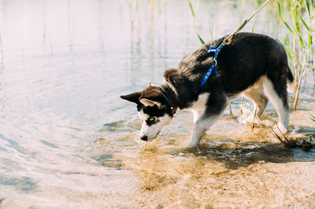 Cute siberian husky puppy dog with blue eyes play outdoors at sunny summer weatherの写真素材