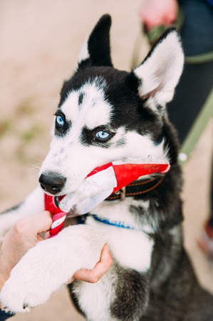 Cute siberian husky puppy dog with blue eyes play outdoors at sunny summer weatherの写真素材