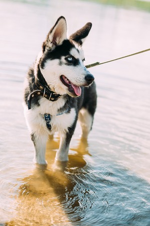Cute siberian husky puppy dog with blue eyes play outdoors at sunny summer weatherの写真素材