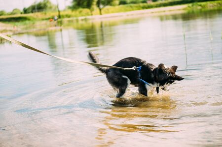 Cute siberian husky puppy dog with blue eyes play outdoors at sunny summer weatherの写真素材