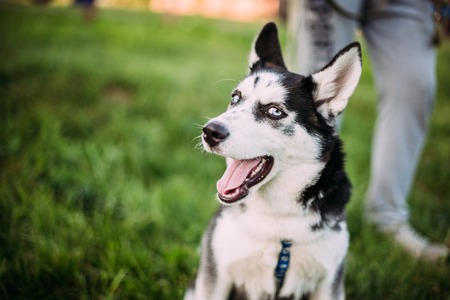 Siberian Husky puppy outdoors