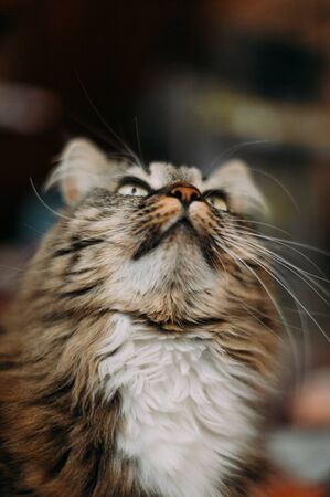 Gray beautiful cat with long whiskers long hair