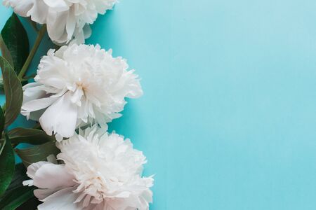 Fresh peony white flowers with paper frame close up, copy space on blue backgroundの写真素材