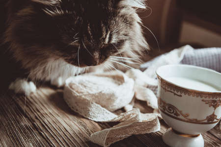 Close up of homemade ginger cookies, cinnamon, ginger on a wooden table. Copy space. Vintage toned image, flat layの写真素材
