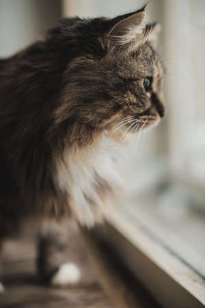 Gray kitten cat with stripped fur chest