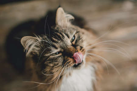 Gray kitten cat with stripped fur chestの写真素材