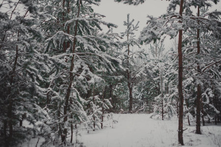 Winter forest with pines trees covered snow in Belarus. Winter backgroundの写真素材