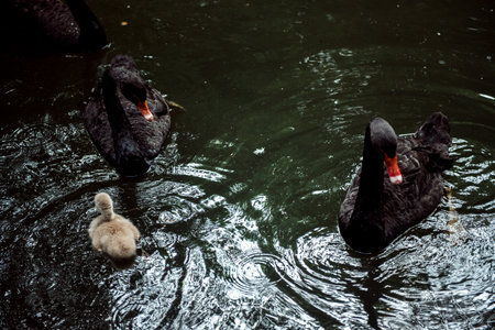 Black swan swim iin the lake at the Hangzhou Zoo,dark toneの写真素材