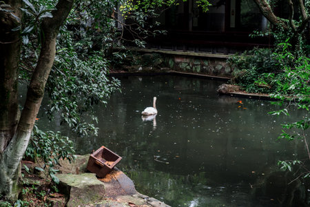 Black swan swim iin the lake at the Hangzhou Zoo,dark toneの写真素材