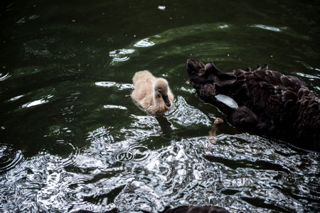 Black swan swim iin the lake at the Hangzhou Zoo,dark toneの写真素材