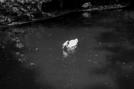 Black swan swim iin the lake at the Hangzhou Zoo,dark toneの写真素材