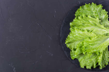 Raw green organic lettuce on dark backgroundの写真素材