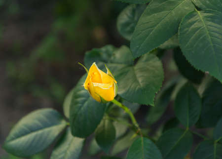Garden rose flower with water drops on green grass backgroundの写真素材