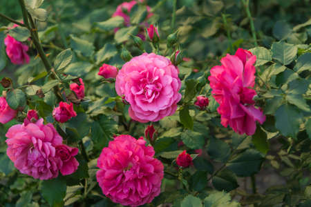 Garden rose flower with water drops on green grass backgroundの写真素材