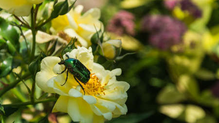 Garden rose flower with water drops on green grass backgroundの写真素材