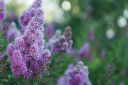 Pink flowers in the garden on grass backgroundの写真素材