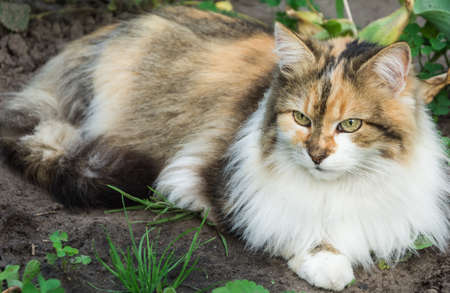 Funny tricoloured cat outdoor in the gardenの写真素材