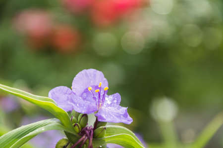 Pink flowers in the garden on grass backgroundの写真素材