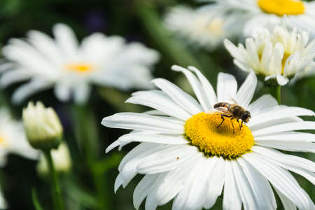 Blooming chamomile in the garden on a meadow in summerの写真素材