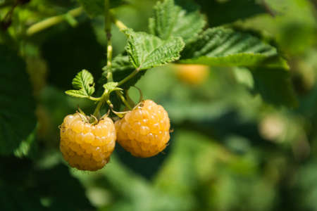 Raspberry bush with yellow berries in the gardenの写真素材