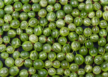 Juicy ripe sweet berries of a gooseberry as backgroundの写真素材